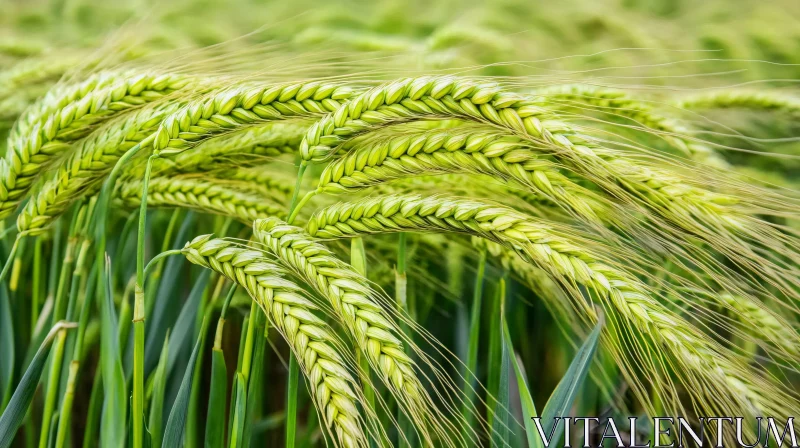 Green Wheat Close-up AI Image