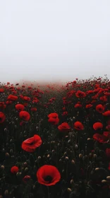 Misty Floral Landscape with Red Poppies