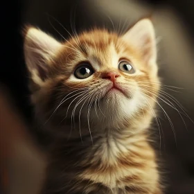 Cute Orange Tabby Kitten Look Upward