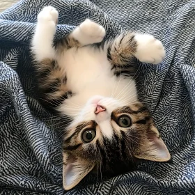 Cute Kitten Lying Playfully on Blanket
