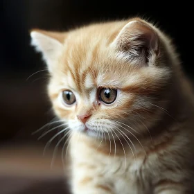 Cute Ginger Kitten with Captivating Eyes