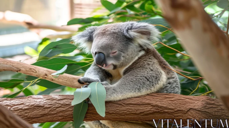 Sleeping Koala on Tree Branch - Serene Nature Photography AI Image