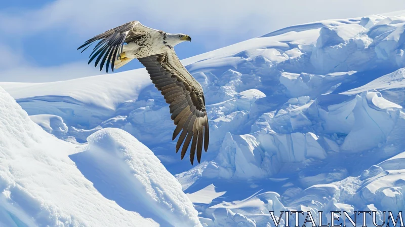 White-Tailed Eagle Flying Over Snowy Landscape AI Image