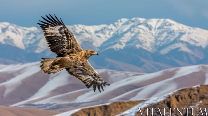 Majestic Eagle Soaring in the Sky | Bird of Prey Photography AI Image
