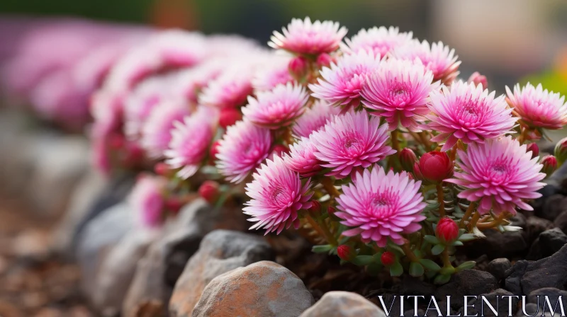 Luminous Dansaekhwa Inspired Garden with Pink Aster Flowers AI Image