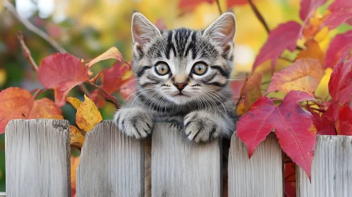 Adorable Tabby Kitten in Fall Foliage