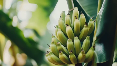 Unripe Bananas on the Tree