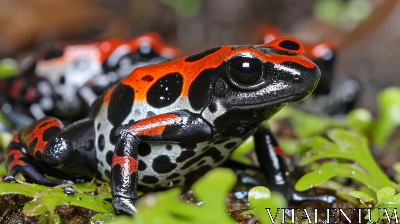 Close-Up of Red and Black Poison Dart Frog in Rainforest AI Image
