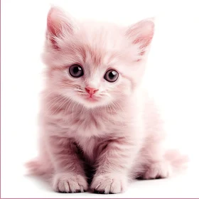 Cute Pink Kitten