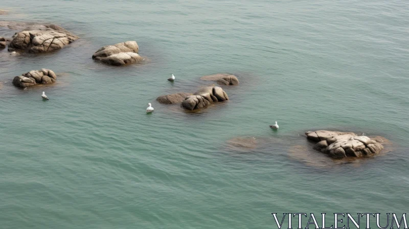 Tranquil Seabirds on Rocks in Calm Sea - Eastern Zhou Dynasty Style AI Image