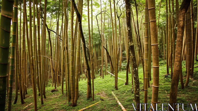 Tranquil Bamboo Forest: A Captivating Nature Photograph AI Image