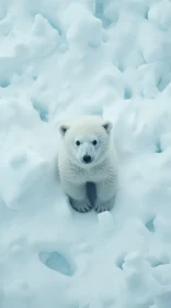 Winter's Child: Polar Bear Cub in the Snow
