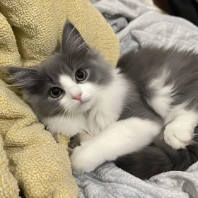 Fluffy Kitten Lounging Comfortably on Yellow and Gray Blankets