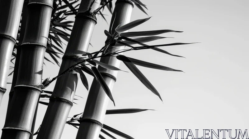 Elegant Monochrome Bamboo Plants - Nature Photography AI Image