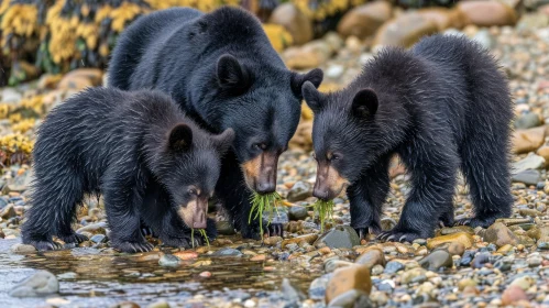 Stunning Photograph of a Family of Black Bears on a Rocky Beach