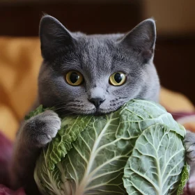 Gray Cat with Yellow Eyes and Cabbage