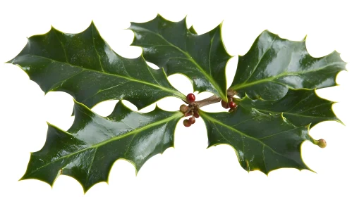 Glossy Holly Leaves and Red Berries Image