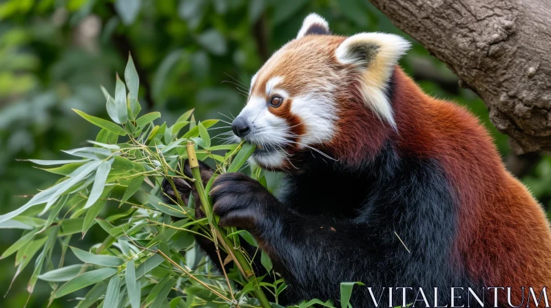 Enchanting Red Panda: A Captivating Image of an Arboreal Mammal AI Image