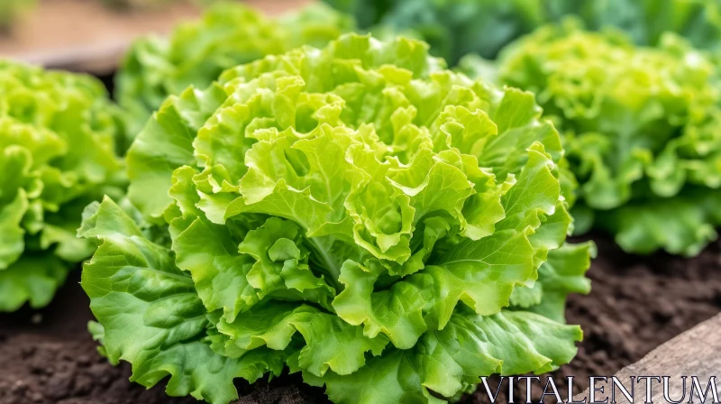 AI ART Vibrant Green Vegetable Lettuce Growing on Soil - Light Yellow Style