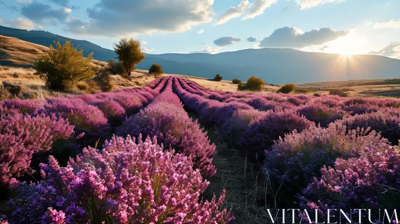 Lavender Field in Full Bloom | Scenic Nature Photography AI Image