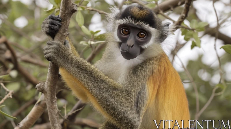 Vervet Monkey in Natural Habitat - Curious Expression AI Image