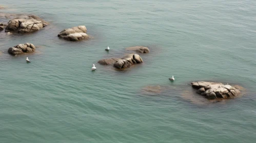Tranquil Seabirds on Rocks in Calm Sea - Eastern Zhou Dynasty Style