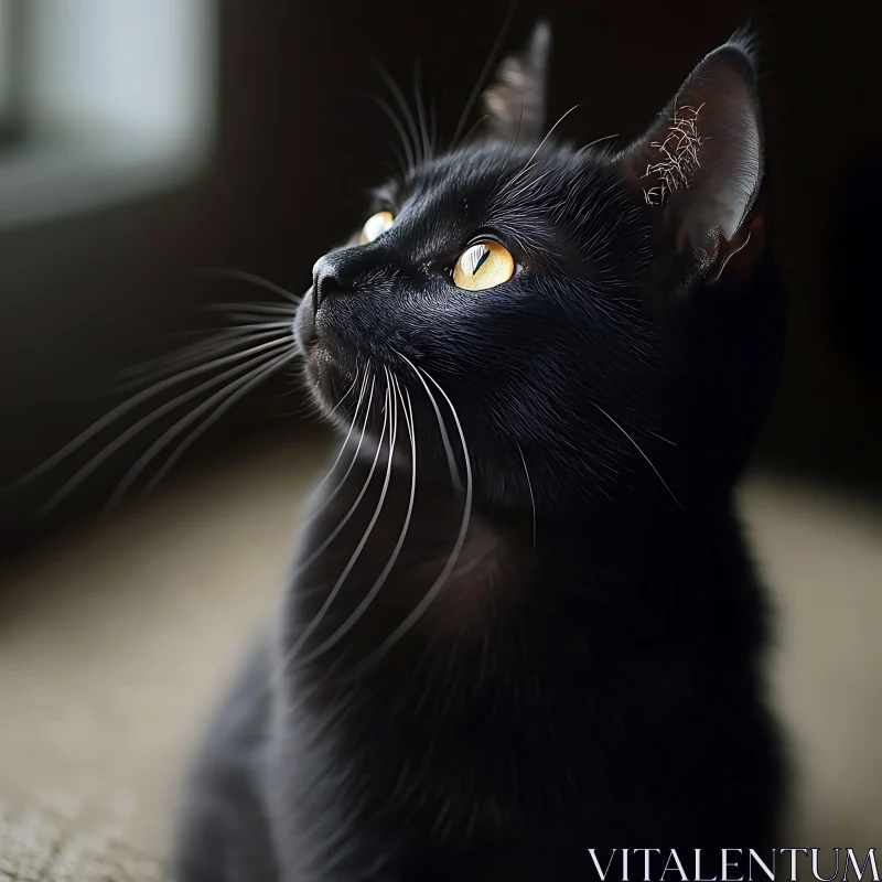 Black Cat with Yellow Eyes in Soft Light AI Image