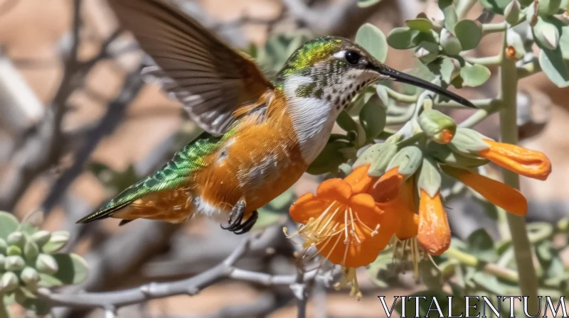 Allen's Hummingbird Hovering in Front of Tubular-shaped Orange Flower AI Image