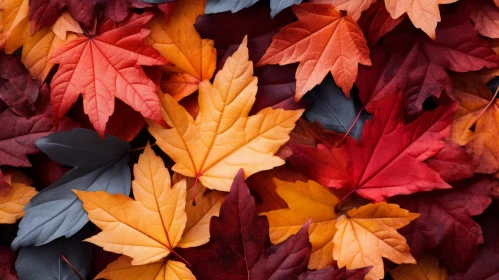Autumn Leaves Photo Wallpaper: A Colorful Celebration of Fall