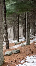 Winter Forest Landscape with Pine Trees