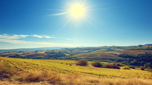 Tranquil Landscape of a Valley with Vineyards