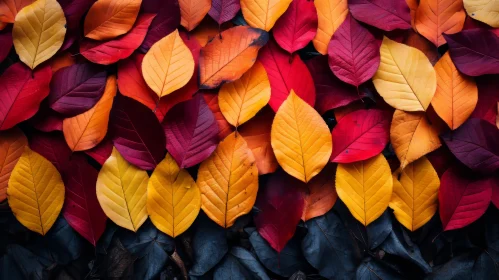 Autumn Leaves on Dark Background - Nature Inspired Art