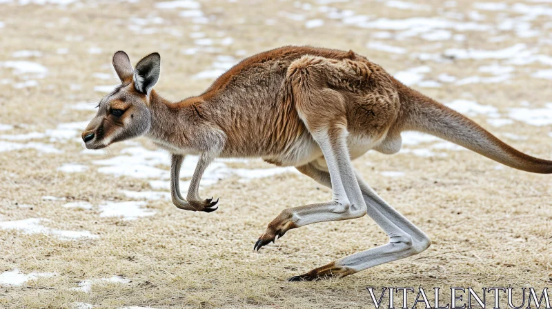 Graceful Kangaroo in Motion | Wildlife Photography AI Image