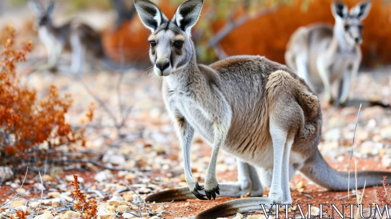 Majestic Kangaroo Standing on Rocky Ground in Desert AI Image