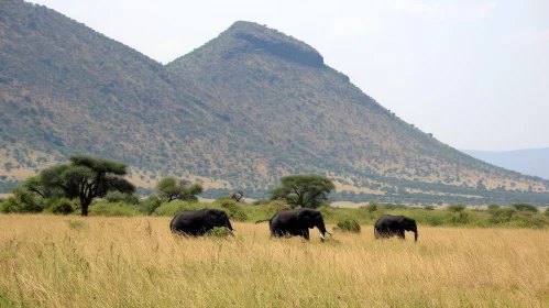 Majestic African Elephants Walking in a Grassy Field