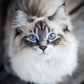 Close-Up of Fluffy Cat with Gorgeous Blue Eyes
