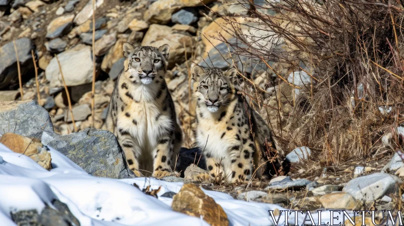 Majestic Snow Leopards in the Mountains AI Image