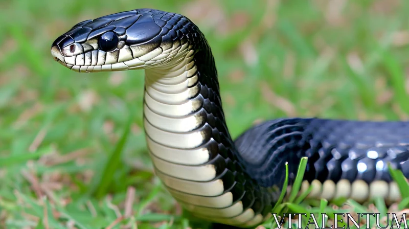 Close-up Photograph of a Black Snake with White and Yellow Markings AI Image