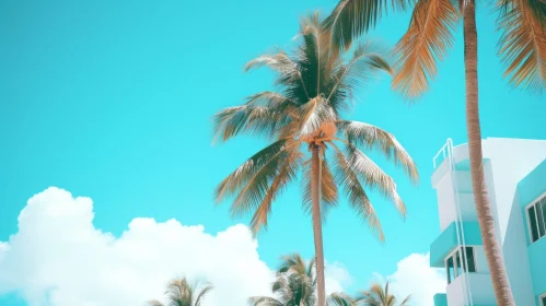 Vintage Palm Trees in Dreamlike Retro Setting | Nature Photography