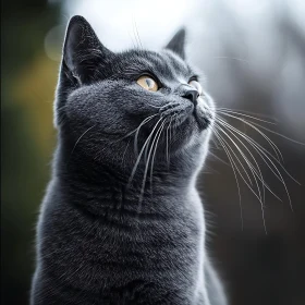 Close-Up of a Gray Cat with Detailed Fur and Bright Yellow Eyes