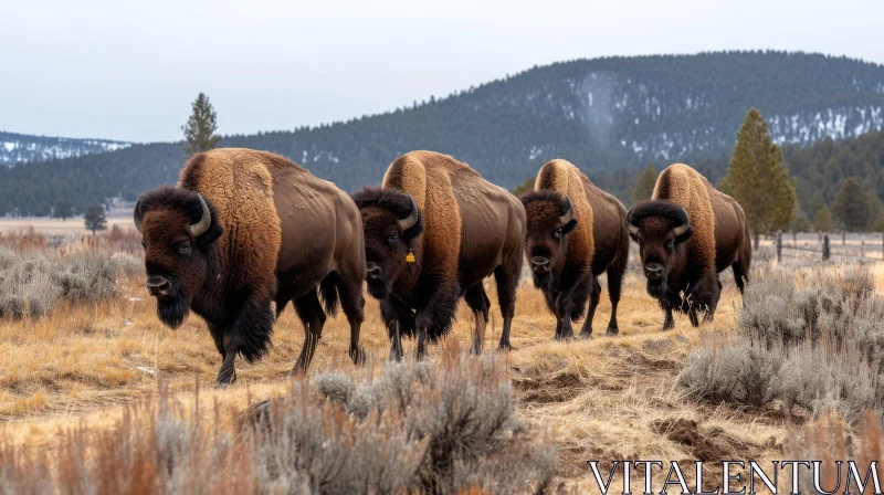 Magnificent American Bison Walking in Snowy Field AI Image