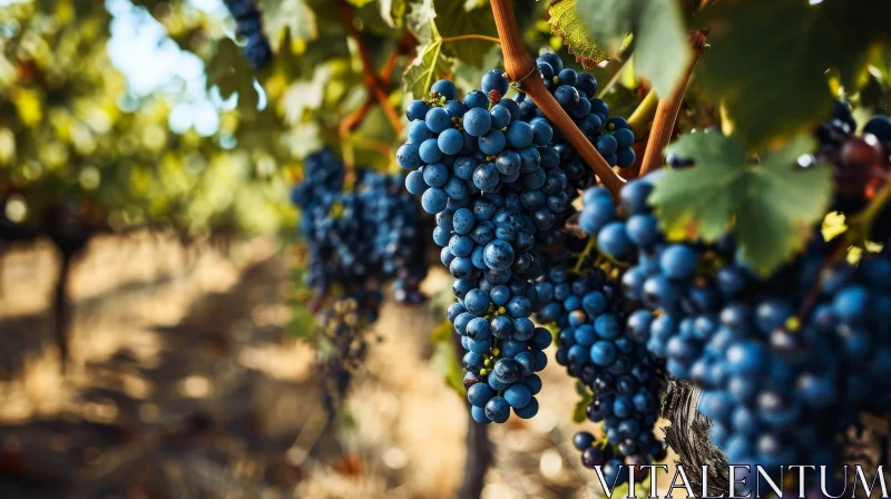 Ripe Blue Grapes on Vine: Harvest, Sunlight, and Lush Leaves AI Image