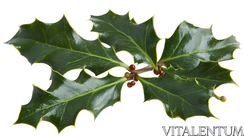 Glossy Holly Leaves and Red Berries Image AI Image