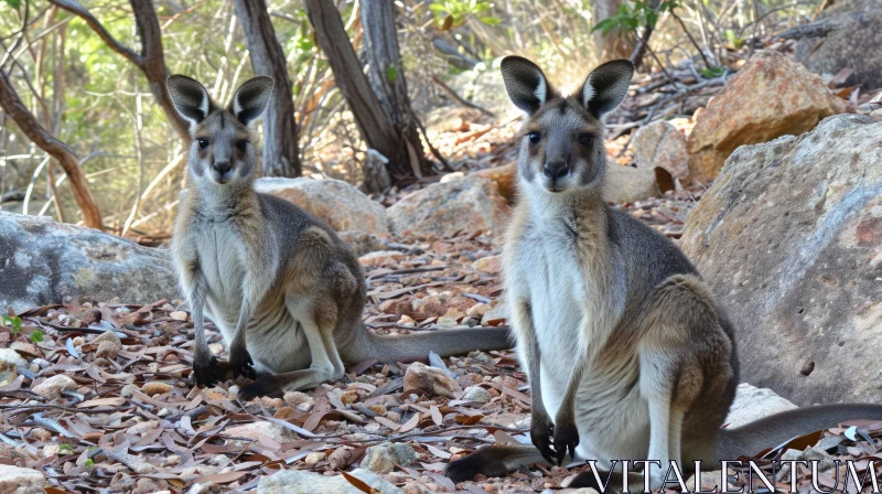 Captivating Wildlife Encounter: Kangaroos in Rocky Surroundings AI Image