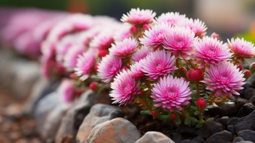 Luminous Dansaekhwa Inspired Garden with Pink Aster Flowers