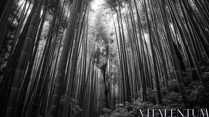 Tranquil Bamboo Forest | Black and White Nature Photography AI Image