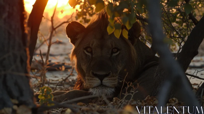 Majestic Lion Close-Up: Captivating Wildlife Photography AI Image