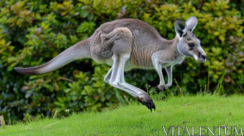 Graceful Kangaroo Jumping in Mid-air | Natural Beauty AI Image
