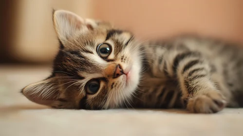 Cute Kitten Lying Down