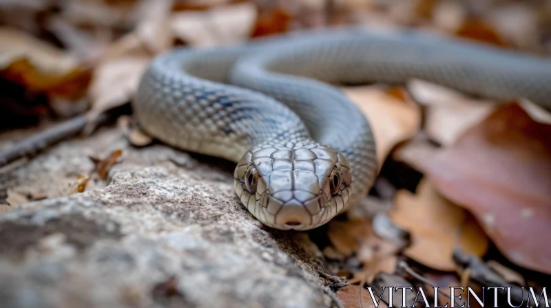 Close-up Gray Snake on Rock | Intriguing Reptile Photography AI Image